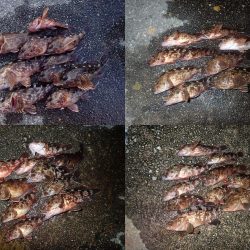 復調してきましたよ！　ライトワインドパラダイス！