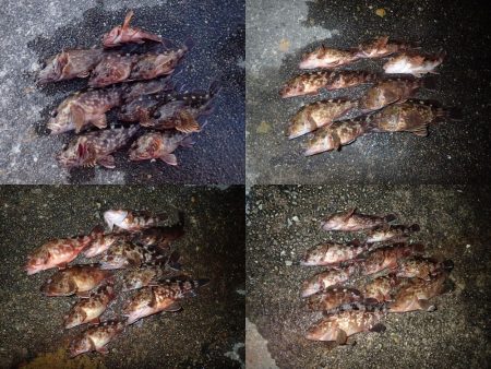 復調してきましたよ！　ライトワインドパラダイス！