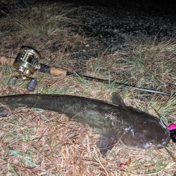 拝啓カンパリ様