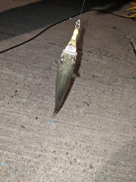 ヒイカ、時々セイゴちゃん。