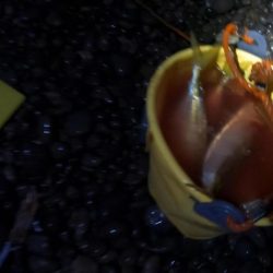 メジカ（マルソウダカツオ）１匹と、尺アジ混じり１９匹