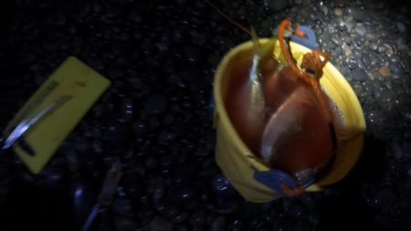 メジカ（マルソウダカツオ）１匹と、尺アジ混じり１９匹