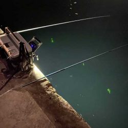 今一番釣れているヒイカを狙い！