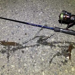 姫路でヒイカ釣り夕マヅメラッシュで爆釣か！？