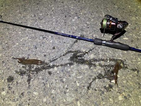 姫路でヒイカ釣り夕マヅメラッシュで爆釣か！？