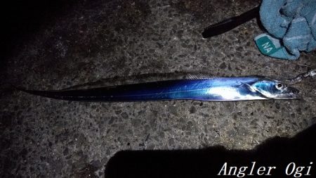 カワハギ&タチウオの二本立て