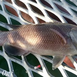 22㎝頭に良型カワハギ7枚！