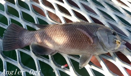 22㎝頭に良型カワハギ7枚！