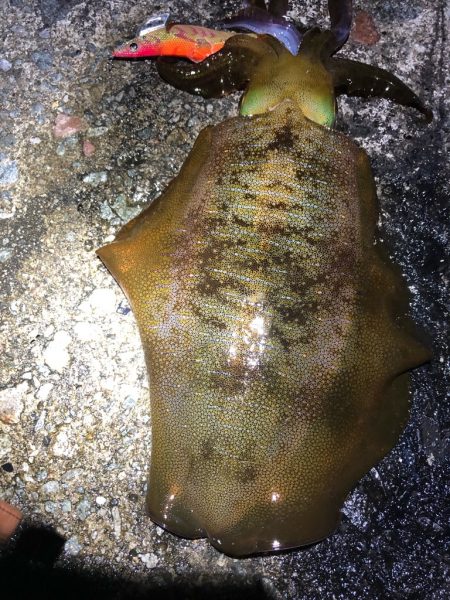 2021佐渡ヶ島 エギング　45回目