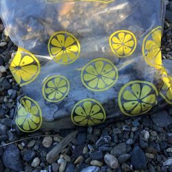 寝坊からのエギング