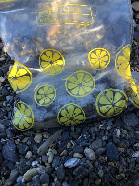 寝坊からのエギング