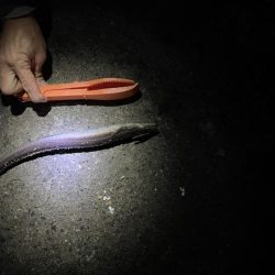 太刀魚釣りの予定が!!