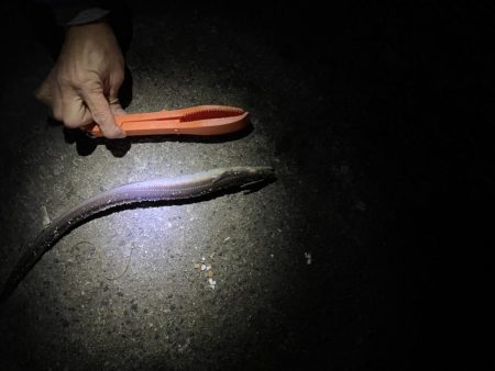 太刀魚釣りの予定が!!