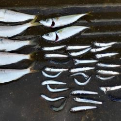 久しぶりの食い気