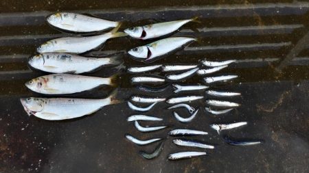 久しぶりの食い気