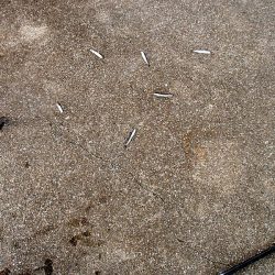 カタクチは無限