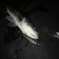 デイゲームはボチボチでした