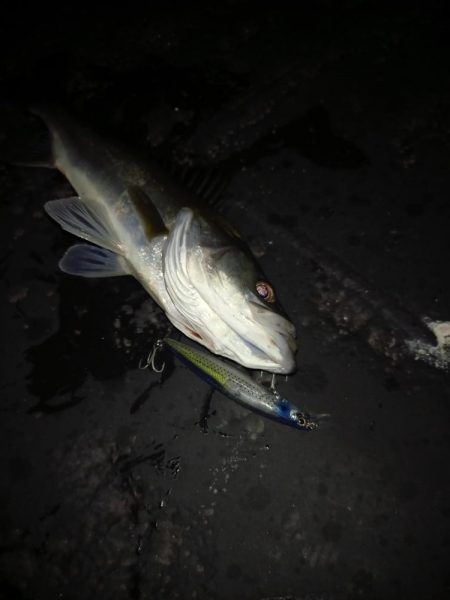 デイゲームはボチボチでした