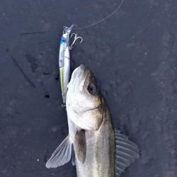 久しぶりのランカーサイズ