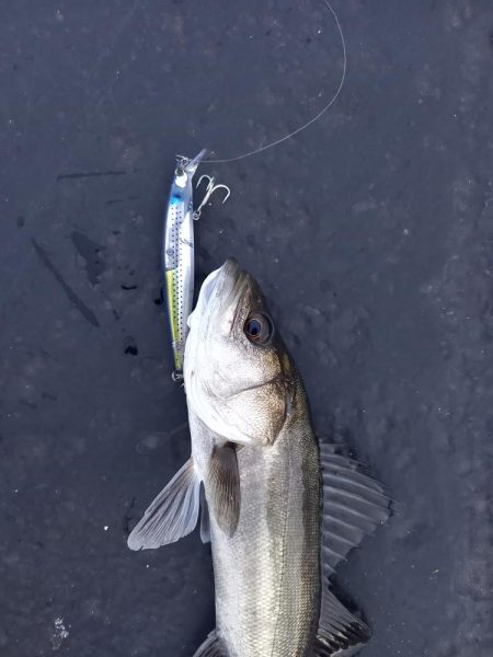 久しぶりのランカーサイズ