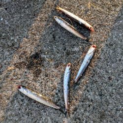 坊主覚悟から5匹