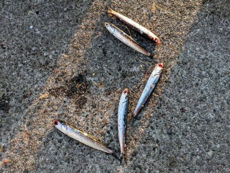 坊主覚悟から5匹