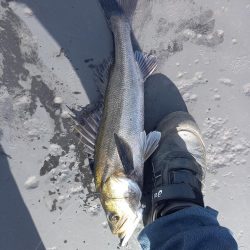 久しぶりの朝マヅメ釣行