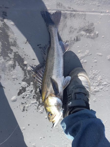 久しぶりの朝マヅメ釣行