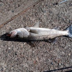 ようやく土曜日以外にルアーで釣れました