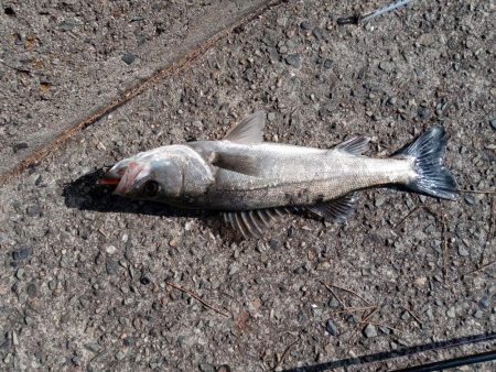 ようやく土曜日以外にルアーで釣れました