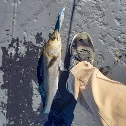 朝マヅメにまさかのサバ