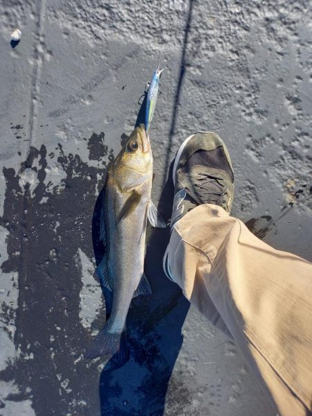 朝マヅメにまさかのサバ