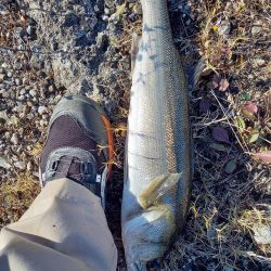 最後の秋爆かも