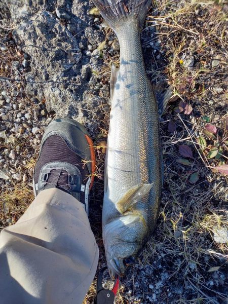 最後の秋爆かも