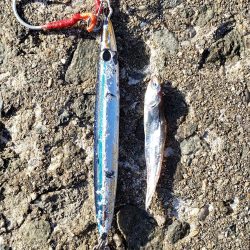 何とか１つでした。カタクチイワシはいます。