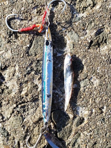 何とか１つでした。カタクチイワシはいます。