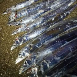 タチウオ ツ抜け