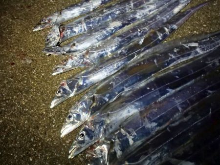 タチウオ ツ抜け