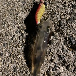 連日のヒイカ釣り