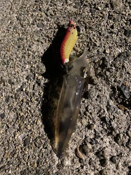 連日のヒイカ釣り