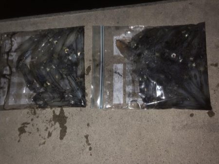 ヒイカ爆釣のカギ