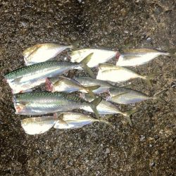 アジ・サバ・メバル