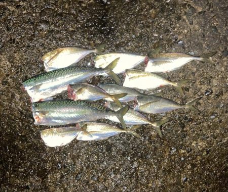 アジ・サバ・メバル