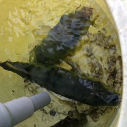 泉州丸さんでタチウオ