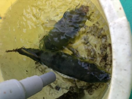 泉州丸さんでタチウオ