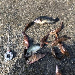 カレイ不発!とうつきはじめました?