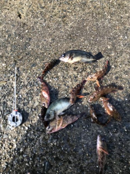 カレイ不発!とうつきはじめました?