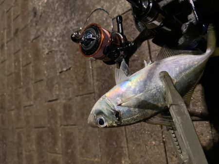 ジグ単アジング