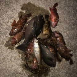 検証　虫ヘッド最強説