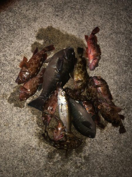 検証　虫ヘッド最強説